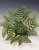 FractalFerns-fractal-math-wood-turned-art-sculpture